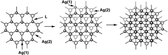 Graphical abstract: Coordination networks of Ag(i) and N,N′- bis(3-pyridinecarboxamide)-1,6-hexane: structures and anion exchange