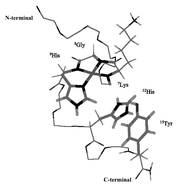 Graphical abstract: Cu(ii) ion coordination to the pentadecapeptide model of the SPARC copper-binding site