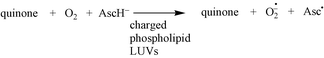 Graphical abstract: Role of membrane charge and semiquinone structure on oxygen consumption rates