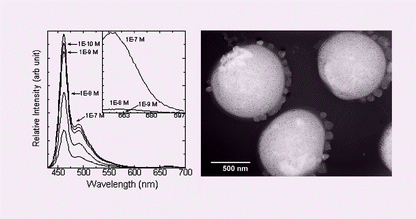 Graphical abstract: Capture and detection of a quencher labeled oligonucleotide by poly(phenylene ethynylene) particles