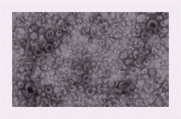 Graphical abstract: Cationic β-cyclodextrin bilayer vesicles