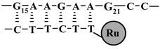 Graphical abstract: Targeting of photooxidative damage on single-stranded DNA representing the bcr-abl chimeric gene using oligonucleotide-conjugates containing [Ru(phen)3]2+-like photosensitiser groups