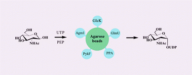 Graphical abstract: Biocatalytic synthesis of uridine 5′-diphosphate N-acetylglucosamine by multiple enzymes co-immobilized on agarose beads