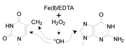 Graphical abstract: Comparative study of base damage induced by gamma radiation and Fenton reaction in isolated DNA