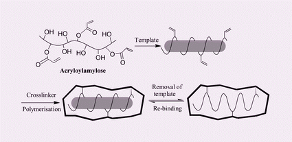 Graphical abstract: Molecular imprinting of bisphenol A and alkylphenols using amylose as a host matrix