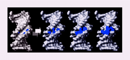 Graphical abstract: DNA minor groove hydration probed with 4’-alkylated thymidines