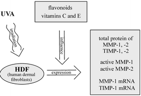 Graphical abstract: Influence of flavonoids and vitamins on the MMP- and TIMP-expression of human dermal fibroblasts after UVA irradiation