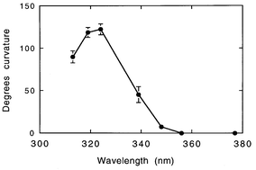 Graphical abstract: A novel phototropic response to supplementary ultraviolet (UV-B and UV-A) radiation in the siliquas of oilseed rape (Brassica napus L.) grown under natural conditions