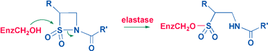 Graphical abstract: Structure–reactivity relationships in the inactivation of elastase by β-sultams