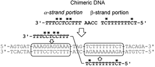 Graphical abstract: Alternate stranded triplex formation of chimeric DNA composed of tandem α- and β-anomeric strands