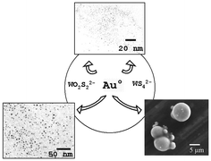 Graphical abstract: Nanocomposite systems based on gold nanoparticles and thiometalates. From colloids to networks