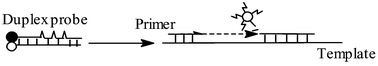 Graphical abstract: Simulation of TaqMan by two single-labelled probes