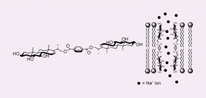 Graphical abstract: An artificial ionophore based on a polyhydroxylated steroid dimer