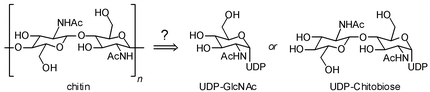 Graphical abstract: Probing the mechanism of a fungal glycosyltransferase essential for cell wall biosynthesis. UDP-Chitobiose is not a substrate for chitin synthase