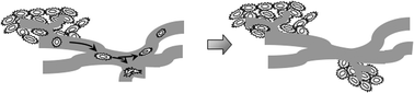 Graphical abstract: Extracellular proteases as targets for treatment of cancer metastases