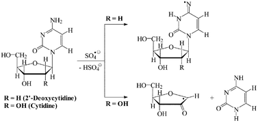 Graphical abstract: The reactions of cytidine and 2′-deoxycytidine with SO4˙− revisited. Pulse radiolysis and product studies