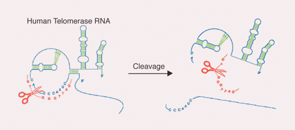 Graphical abstract: Site-specific cleavage of human telomerase RNA using PNA-neocuproine·Zn(ii) derivatives