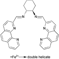 Graphical abstract: Bis-bidentate vs. bis-tridentate imino-heterocycle ligands in the formation of dinuclear helical complexes of Fe(ii)