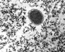 Graphical abstract: A sol–gel matrix to preserve the viability of encapsulated bacteria