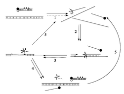 Graphical abstract: Use of duplex probes simulating TaqMan to detect hepatitis B virus