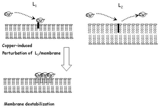 Graphical abstract: Interaction of prion peptide PrP 180-193 with DPPC model membranes: a thermodynamic study