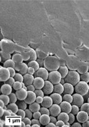 Graphical abstract: Structural characterisation of X-ray amorphous calcium carbonate (ACC) in sternal deposits of the crustacea Porcellio scaber