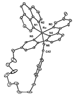 Graphical abstract: Photochemical and thermal ligand exchange in a ruthenium(ii) complex based on a scorpionate terpyridine ligand