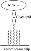 Graphical abstract: Carbohydrate–protein interactions at interfaces: synthesis of thiolactosyl glycolipids and design of a working model for surface plasmon resonance