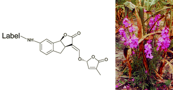 Graphical abstract: Synthesis and bioactivity of labelled germination stimulants for the isolation and identification of the strigolactone receptor