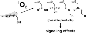 Graphical abstract: Singlet oxygen-induced signaling effects in mammalian cells