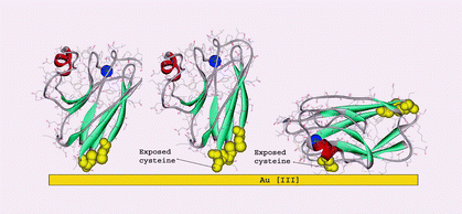 Graphical abstract: Genetic modulation of metalloprotein electron transfer at bare gold