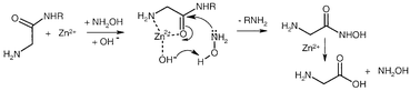 Graphical abstract: Metal-catalyzed hydroxylaminolysis of unactivated amide and peptide bonds