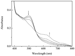 Graphical abstract: Photodynamic activity and potential usability of 14-carboxyl hypocrellin B