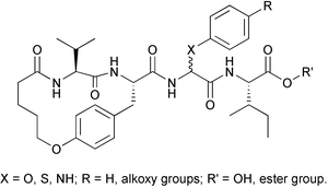 Graphical abstract: New β-strand macrocyclic peptidomimetic analogues containing α-(O-, S- or NH-)aryl substituted glycine residues: synthesis, chemical and enzymatic properties