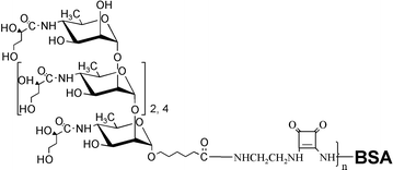 Graphical abstract: Neoglycoconjugates from synthetic tetra- and hexasaccharides that mimic the terminus of the O-PS of Vibrio cholerae O:1, serotype Inaba