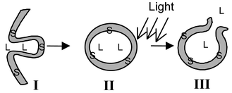 Graphical abstract: Photochemically enhanced gene delivery with cationic lipid formulations