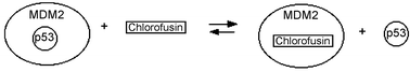 Graphical abstract: Binding of an inhibitor of the p53/MDM2 Interaction to MDM2