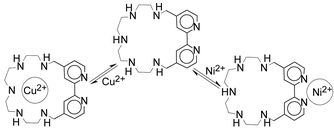 Graphical abstract: Cu(ii) and Ni(ii) complexes with dipyridine-containing macrocyclic polyamines with different binding units