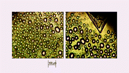 Graphical abstract: Solution crystallisation via a submerged liquid–liquid phase boundary: oiling out