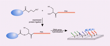 Graphical abstract: Synthesis of protein–nucleic acid conjugates by expressed protein ligation