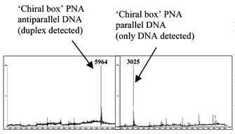 Graphical abstract: Direction control in DNA binding of chiral d-lysine-based peptide nucleic acid (PNA) probed by electrospray mass spectrometry