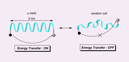 Graphical abstract: A distance-controlled oligopeptide linker as a novel photo-induced energy transfer switch by secondary structural transition