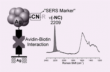 Graphical abstract: Isocyanide and biotin-derivatized Ag nanoparticles: an efficient molecular sensing mediator via surface-enhanced Raman spectroscopy