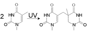 Graphical abstract: Formation of the spore photoproduct and other dimeric lesions between adjacent pyrimidines in UVC-irradiated dry DNA