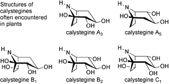 Graphical abstract: Chemistry and biology of calystegines