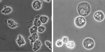 Graphical abstract: Phthalocyanine-photosensitized inactivation of a pathogenic protozoan, Acanthamoeba palestinensis