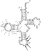 Graphical abstract: Interaction of aminoglycosides and their copper(ii) complexes with nucleic acids: implication to the toxicity of these drugs