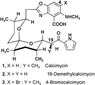 Graphical abstract: Molecular design of calcimycin (A23187) evidenced by the complexing behaviour of its 4-bromo and 19-demethyl analogues