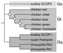 Graphical abstract: Diversity of visual pigments from the viewpoint of G protein activation—comparison with other G protein-coupled receptors