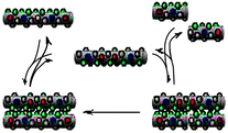 Graphical abstract: Challenges in the design of self replicating peptides